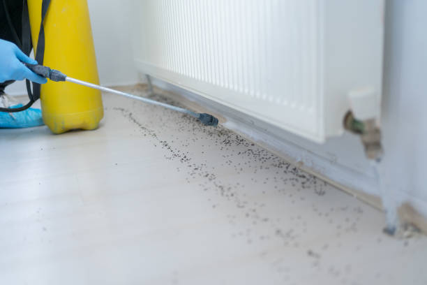 Best Flea Control Services  in Walker Valley, NY